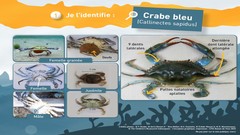 ACTUALITE CRABE BLEU - VIGILANCE